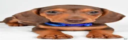 Miniature Dachshund dogs for sale: Austin - Ad 2