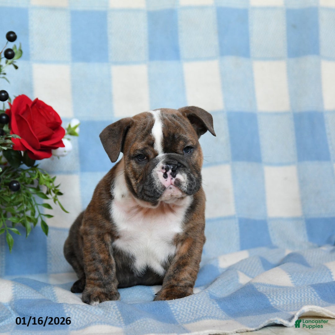 English Bulldog dogs for sale: Mccoy - Ad 4