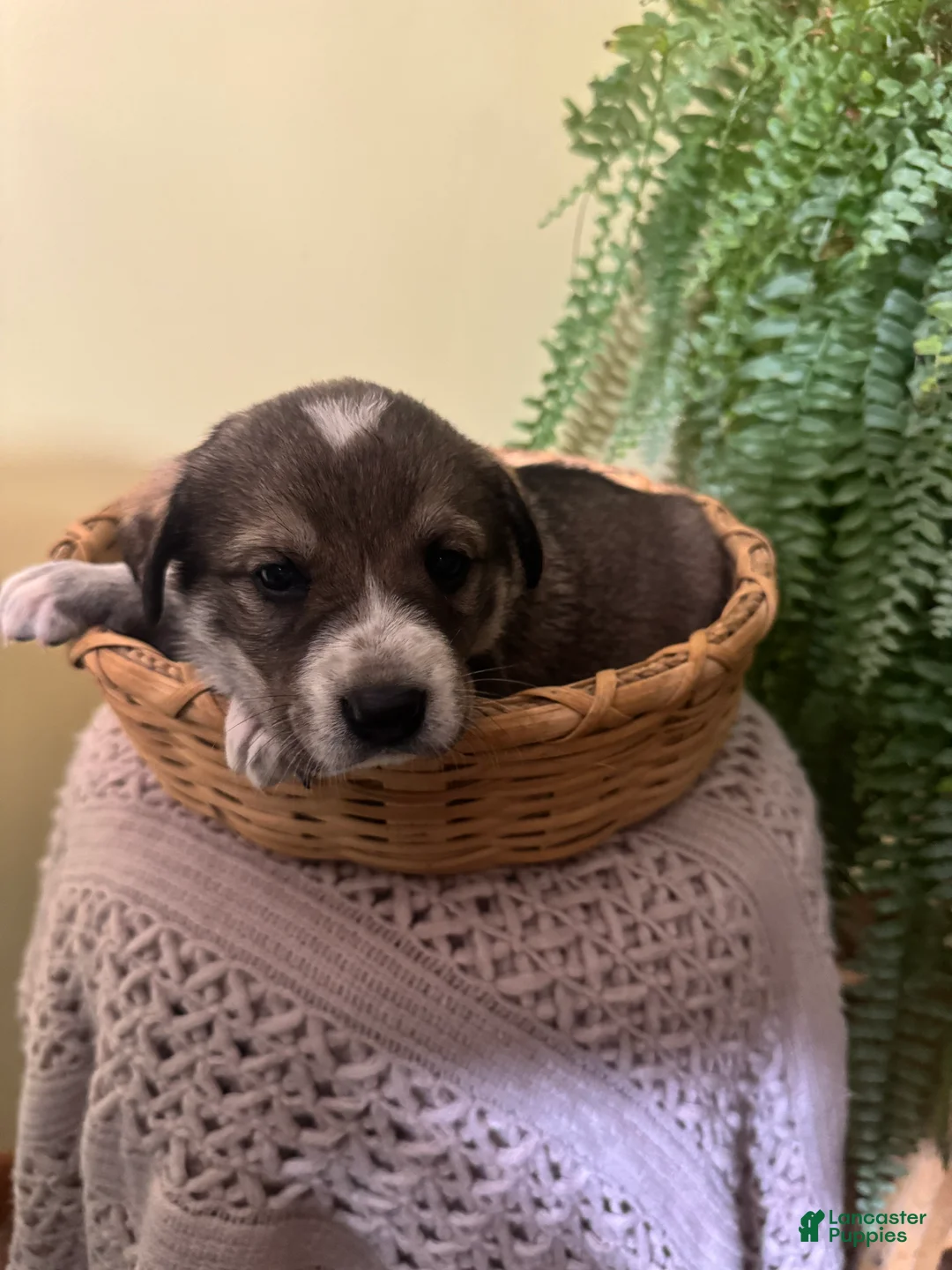 Mixed Breed dogs for sale: Sweetheart - Ad 12