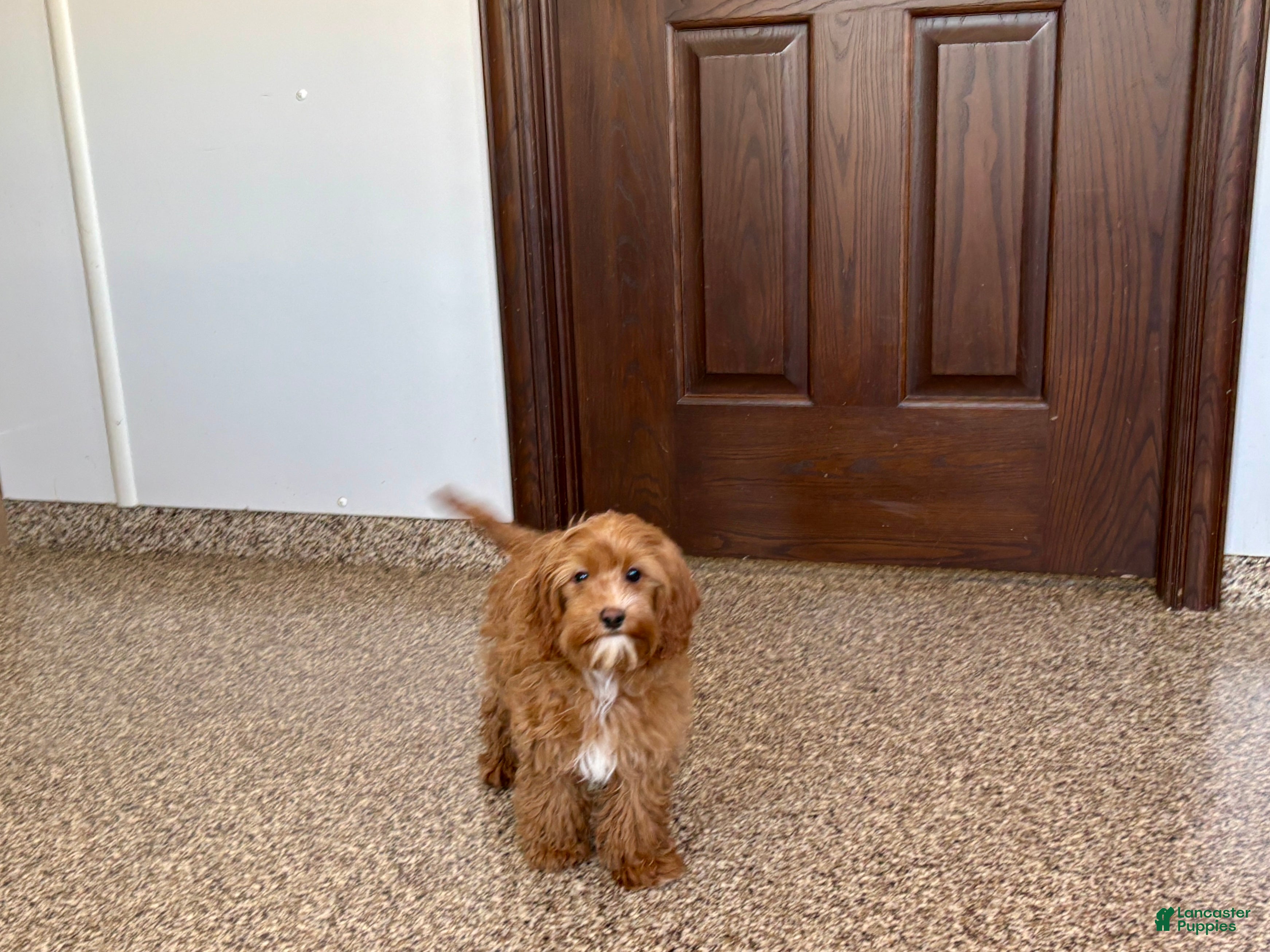 Cockapoo dogs Cockapoo female 1 - Ad 1