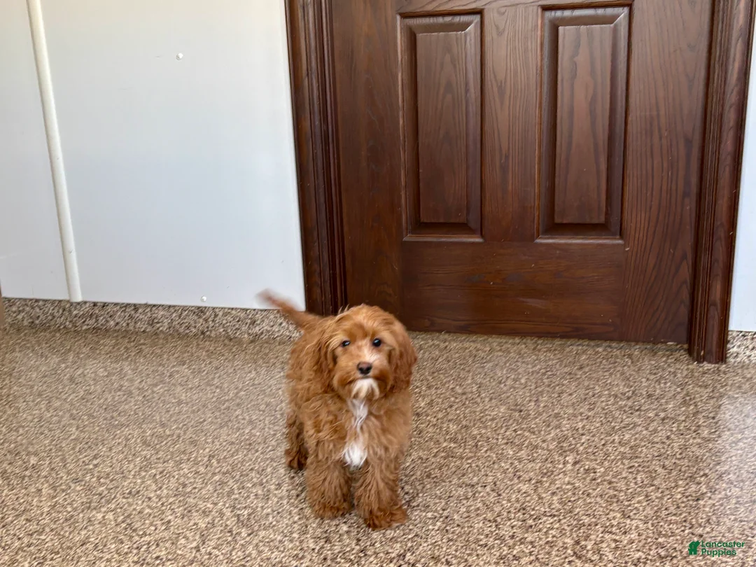 Cockapoo dogs for sale: Cockapoo female 1 - Ad 1