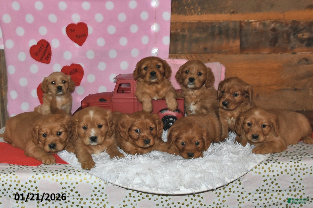 Miniature Golden Retriever dogs for sale: Cubit - Ad 3