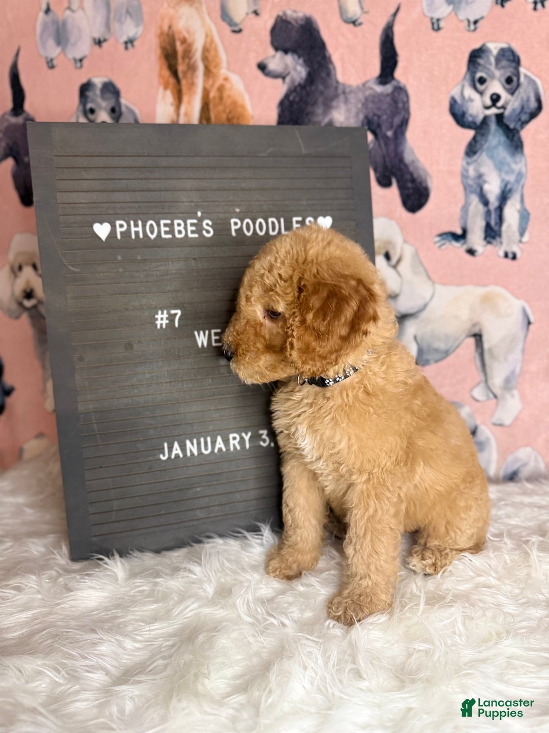 Standard Poodle dogs for sale: Standard Poodle Puppy 3 - Ad 5