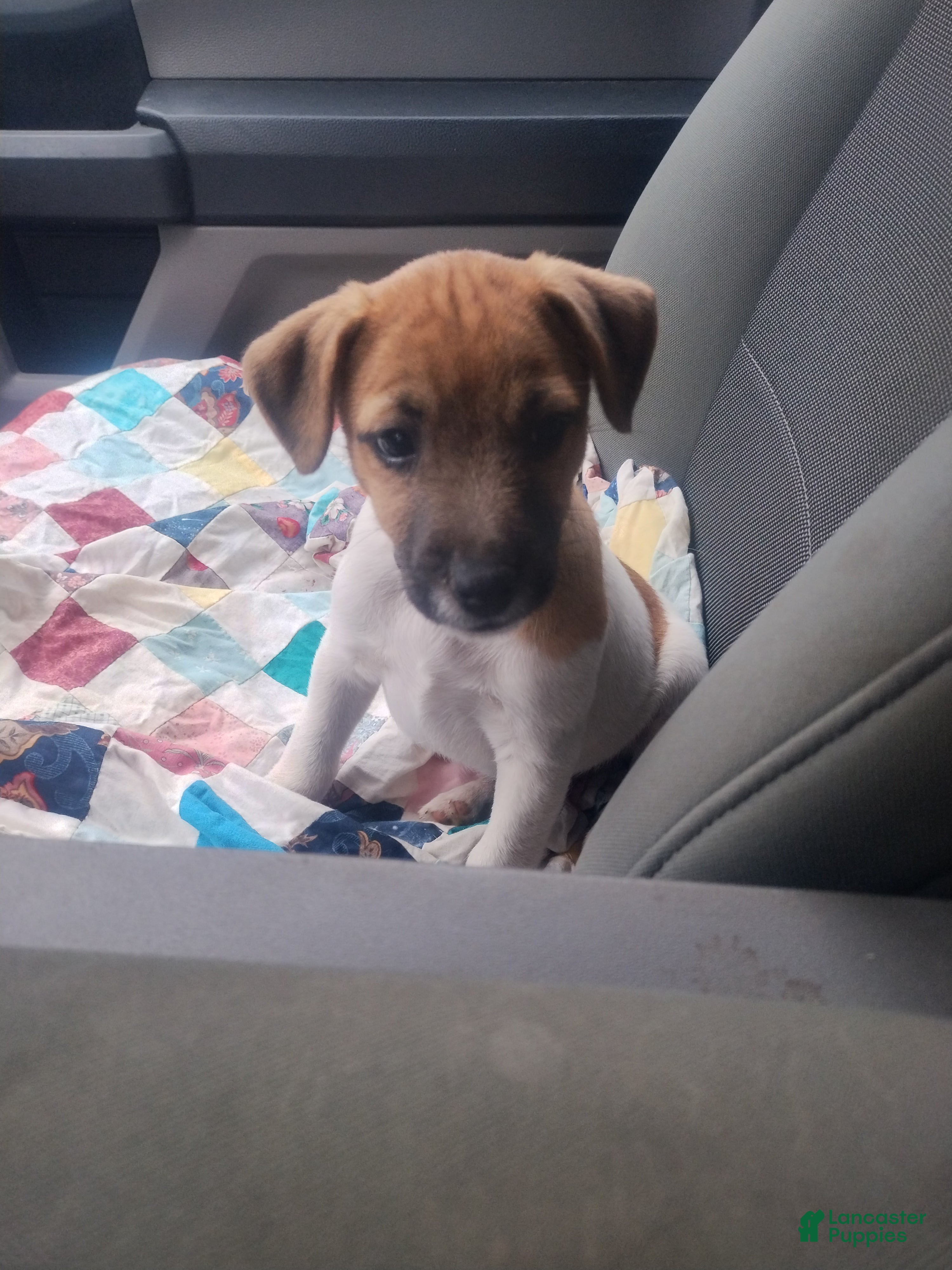 Jack Russell Terrier dogs Jack Russell Terrier 3 - Ad 2