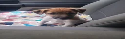 Jack Russell Terrier dogs for sale: Jack Russell Terrier 3 - Ad 2