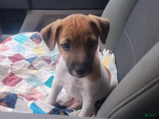 Jack Russell Terrier dogs for sale: Jack Russell Terrier 3 - Ad 2