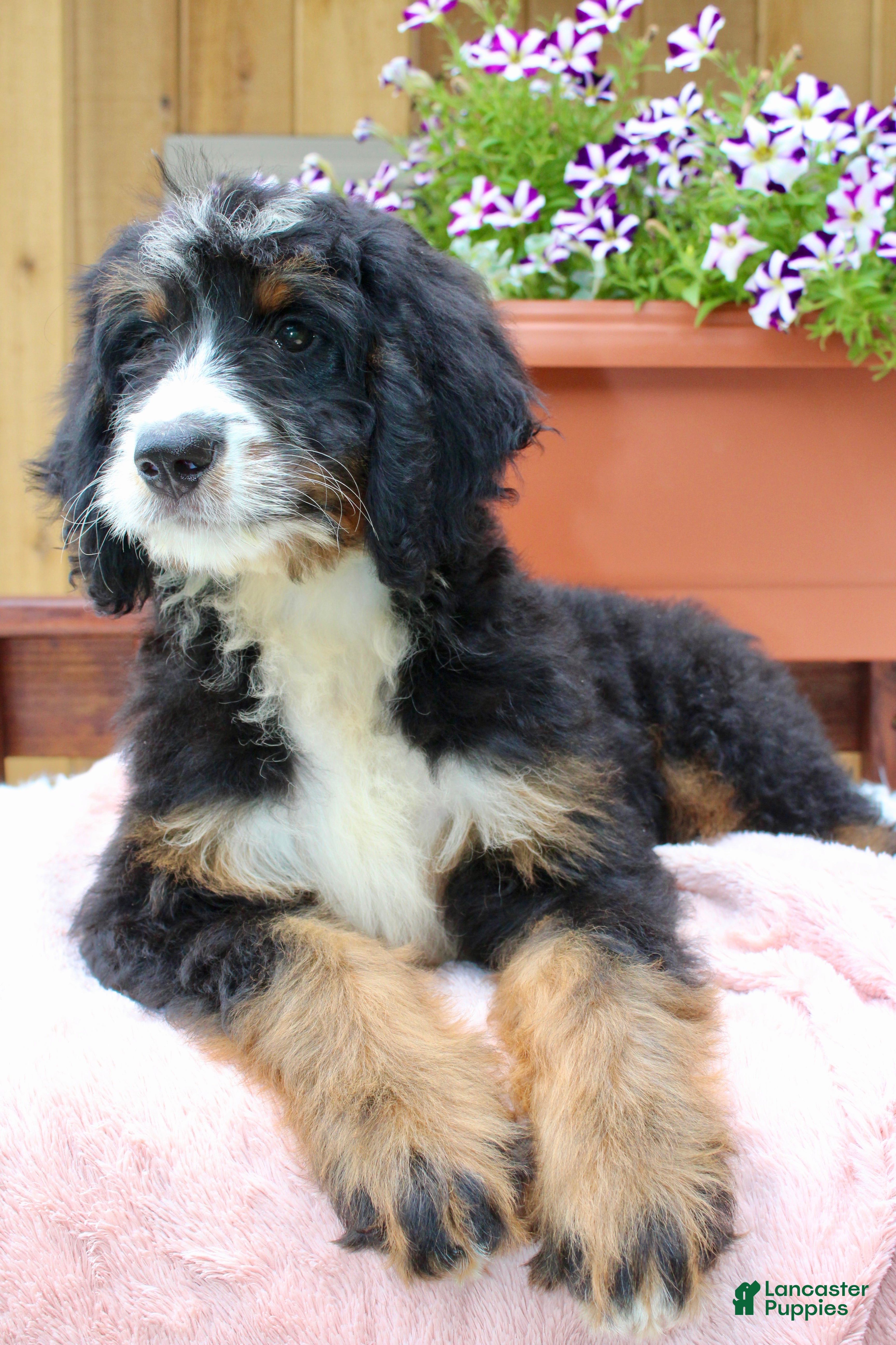 Bernedoodle dogs Annabelle  - Ad 2