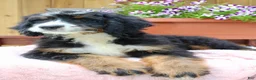 Bernedoodle dogs for sale: Annabelle  - Ad 2
