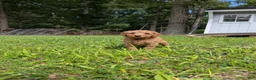 Miniature Labradoodle dogs for sale: Ashley - Ad 3