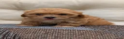 Havapoo dogs for sale: Bridget - Ad 4