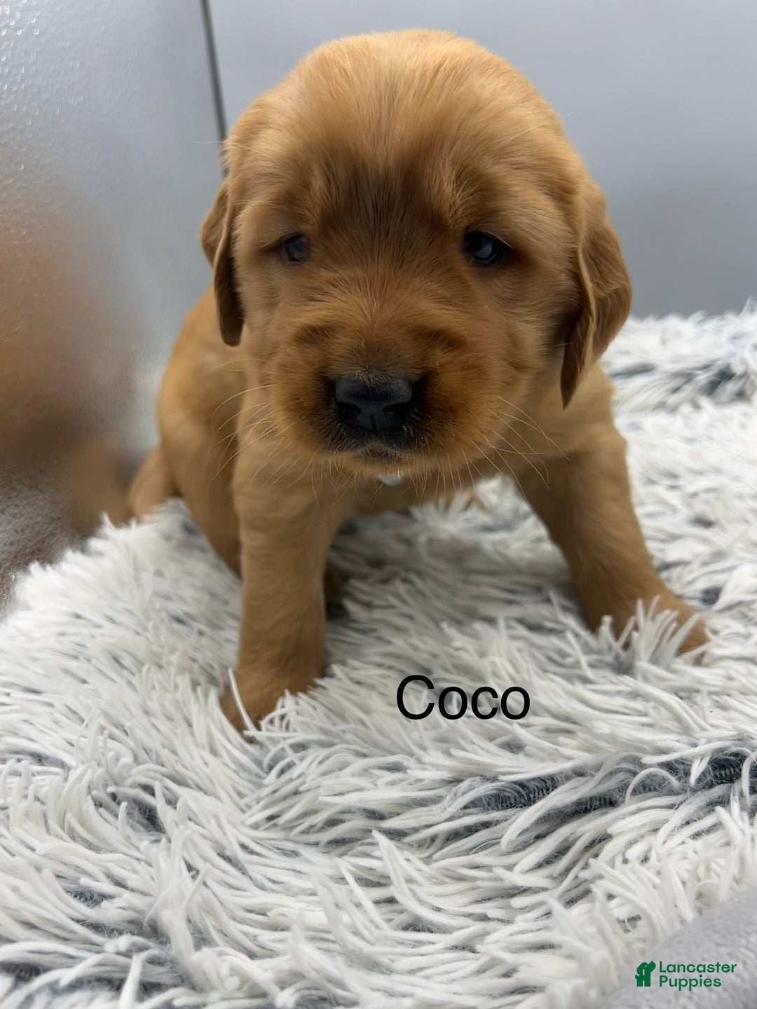 Golden Retriever dogs for sale: Golden Retriever Puppy -Coco - Ad 11