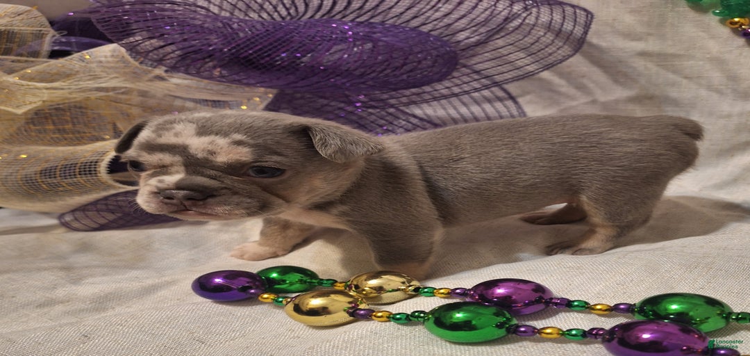 Gallery Image {{count}}