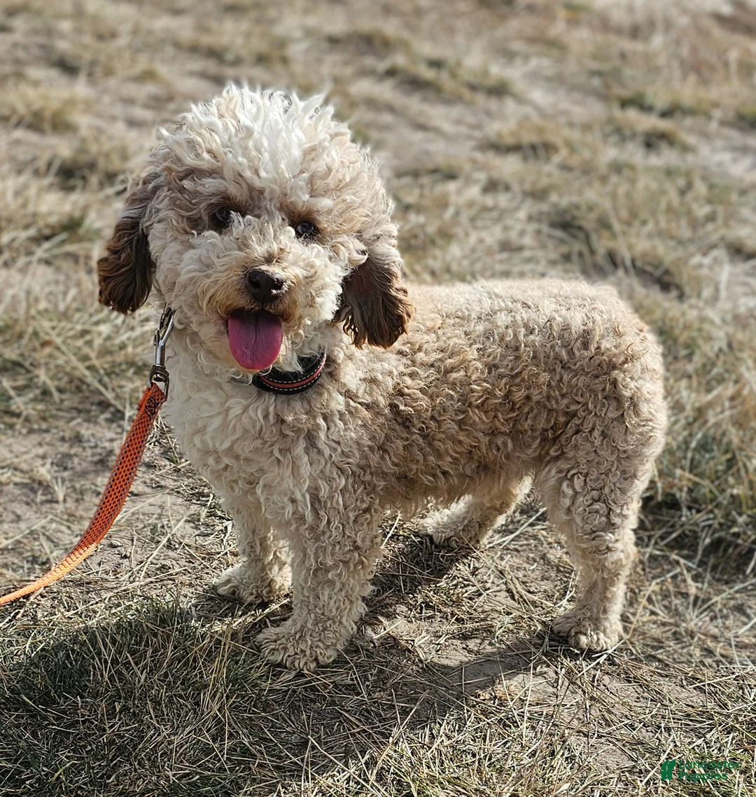 Cockapoo dogs for sale: Twinkle - Ad 8