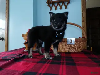 Alaskan Klee Kai dogs Alaskan Klee Kai Puppy 3 Bethany - Ad 9