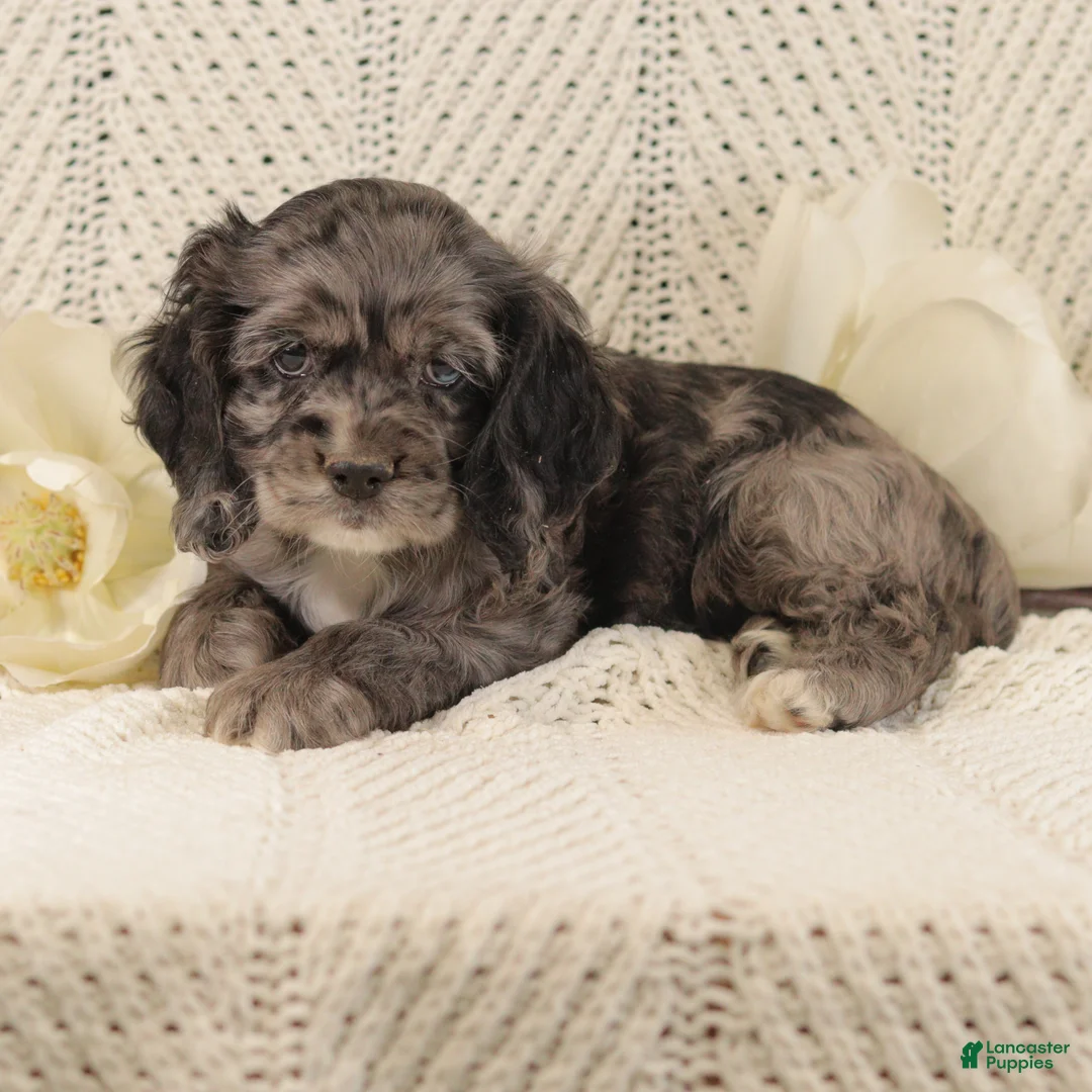 Cocker Spaniel dogs for sale: Blueberry - Ad 4