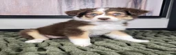 Miniature Australian Shepherd dogs for sale: Shelby - Ad 3