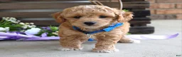 Maltipoo dogs for sale: Bentley  - Ad 8