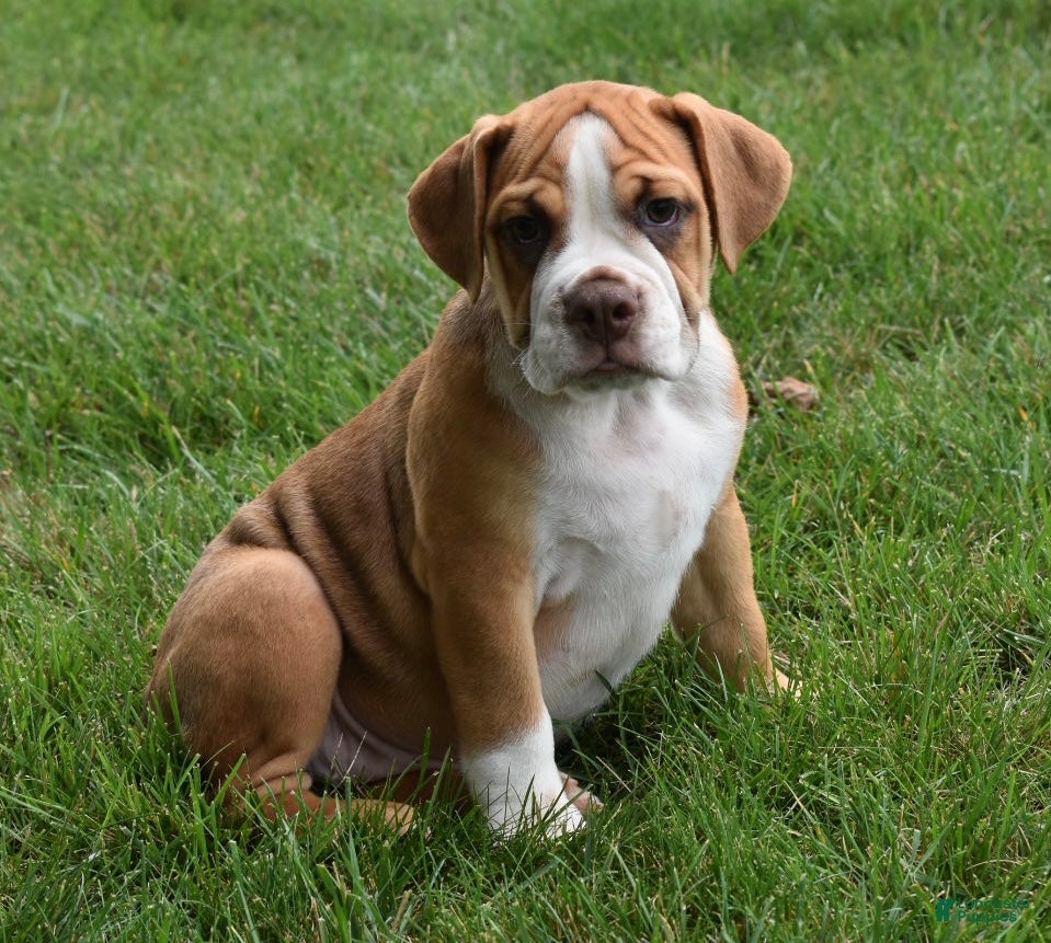 Beabull dogs Bella  - Ad 1