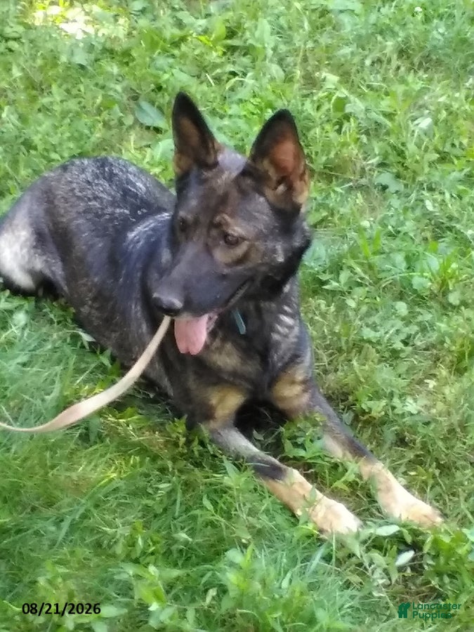German Shepherd dogs Lucy - Ad 2
