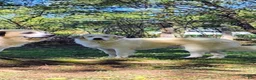 Great Pyrenees dogs for sale: Great Pyrenees Puppy 4 - Ad 3