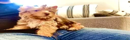 Yorkshire Terrier dogs for sale: Yorkshire Terrier 1 - Ad 5