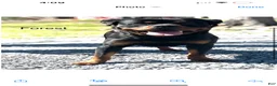 Rottweiler dogs for sale: Rottweiler 1 - Ad 3