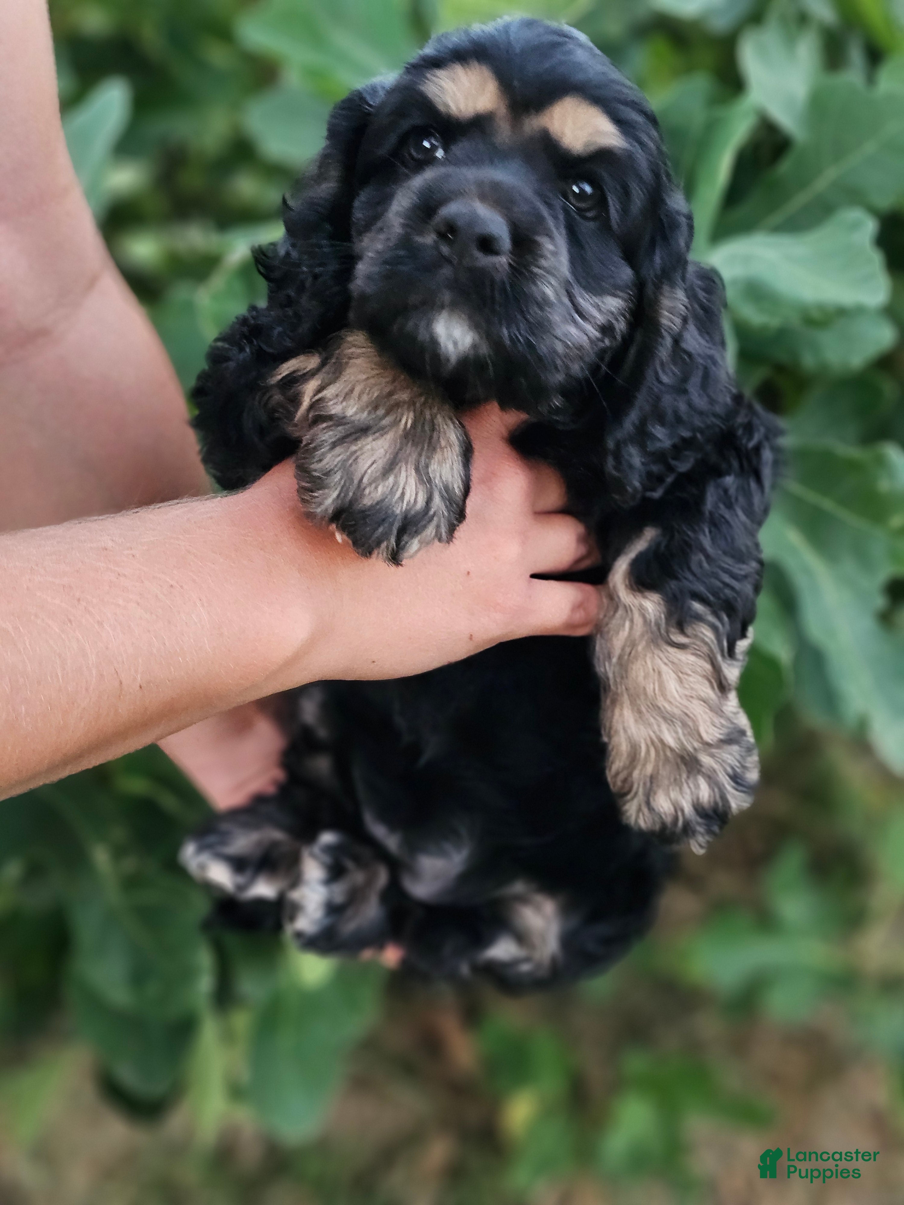 Cocker Spaniel dogs Uni - Ad 1