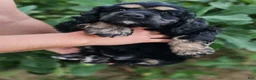 Cocker Spaniel dogs for sale: Uni - Ad 1