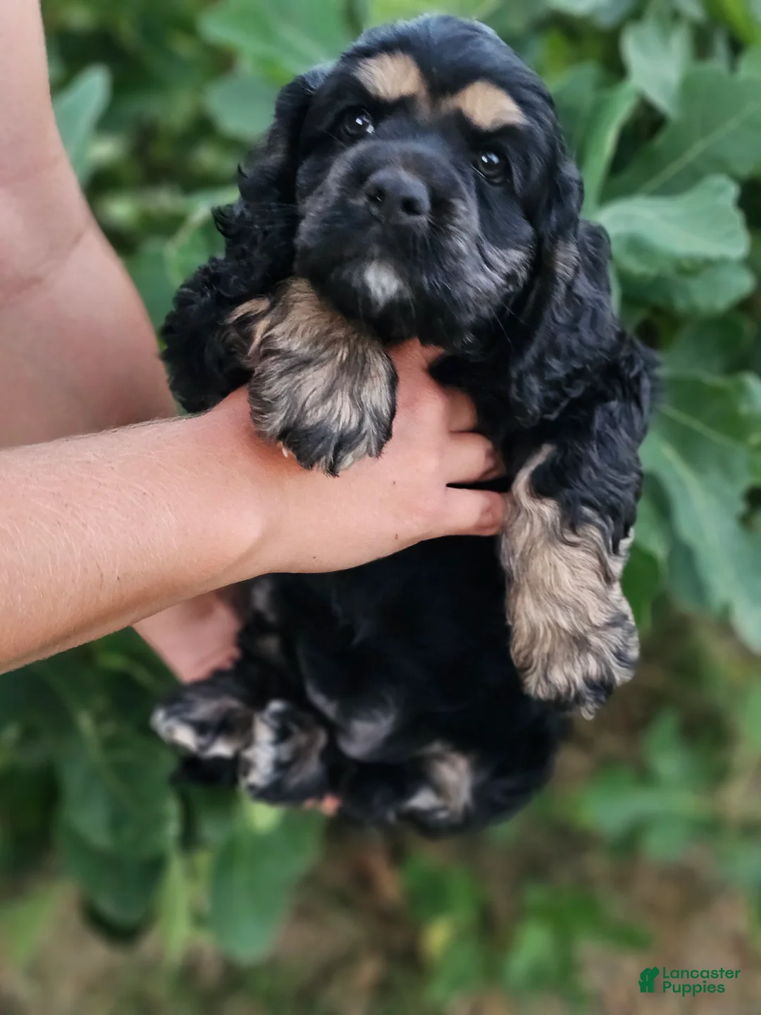Cocker Spaniel dogs for sale: Uni - Ad 1