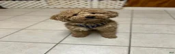 Mini Goldendoodle dogs for sale: Petite Mini Goldendoodle Coco - Ad 6