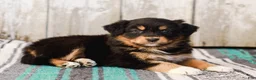 Australian Shepherd dogs for sale: Casey - Ad 5