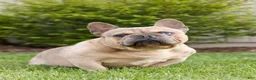 French Bulldog dogs for sale: Georige - Ad 7