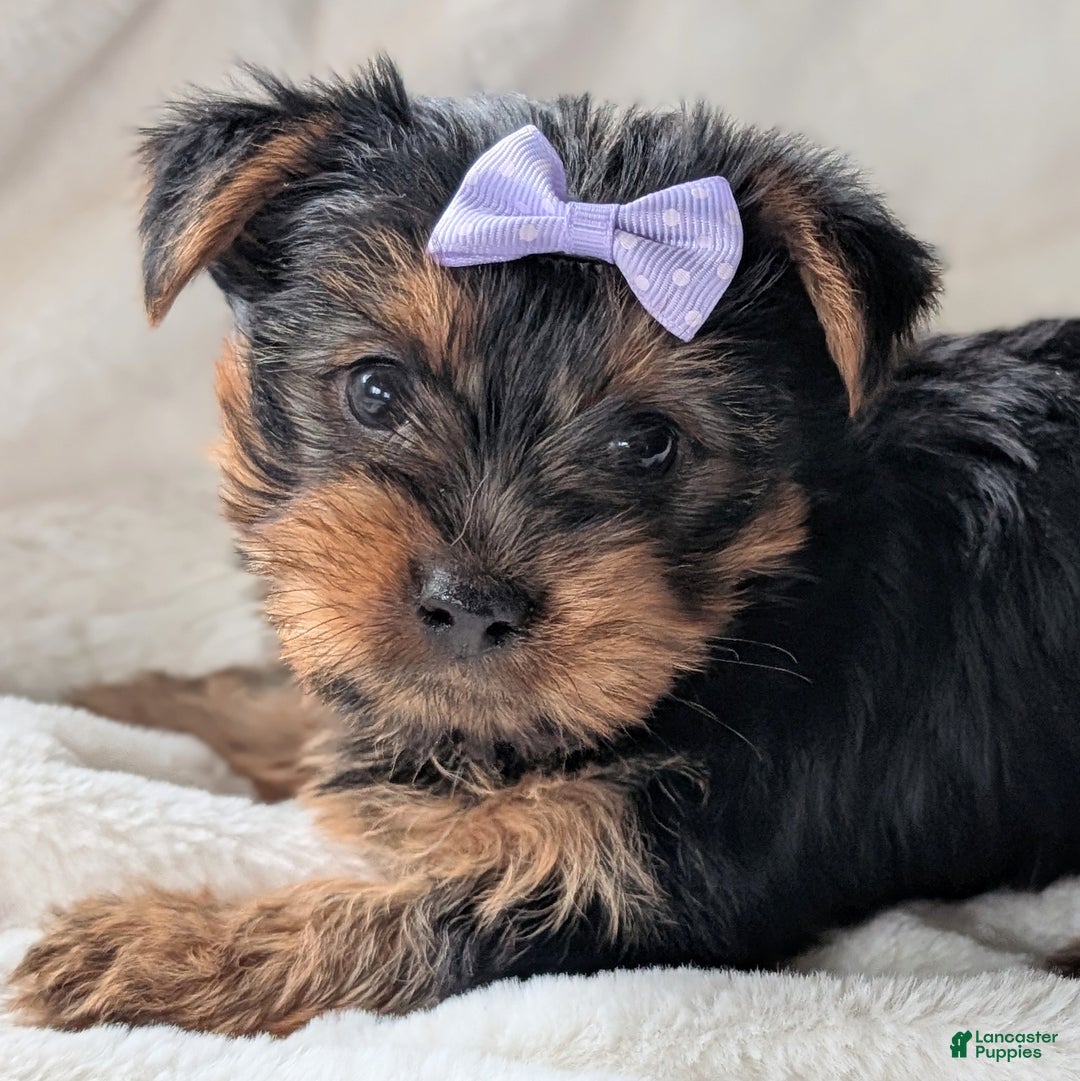 Yorkshire Terrier dogs for sale: Elsa - Ad 11