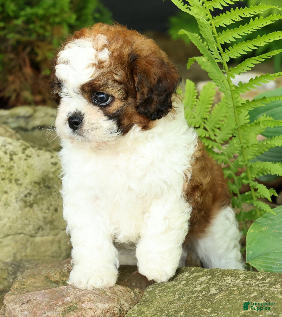 Mixed Breed dogs Honey - Ad 2