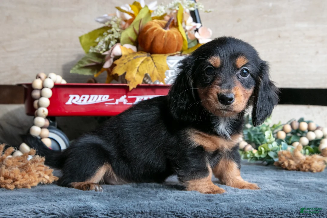 Miniature Dachshund dogs for sale: Bella - Ad 3
