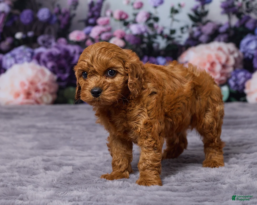 Cavapoo dogs for sale: Chewy - Ad 5