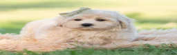 Maltipoo dogs for sale: banks - Ad 7