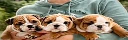 English Bulldog dogs for sale: Lainey - Ad 8