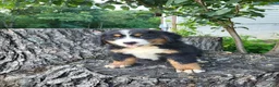 Bernese Mountain Dog dogs for sale: Max - Ad 4