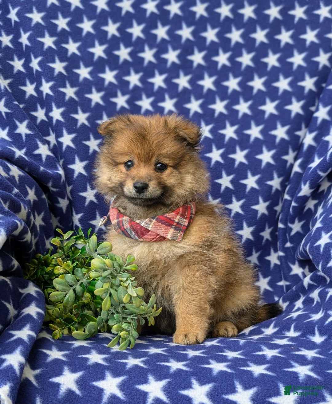 Pomeranian dogs for sale: MacDuff Genetic Testing 9 lbs Full Grown - Ad 17