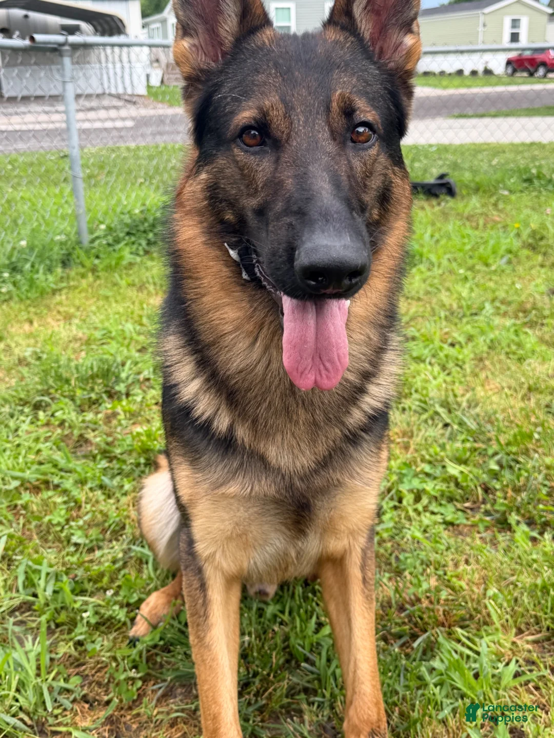 German Shepherd dogs for sale: Boy 2 - Ad 3