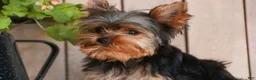 Yorkshire Terrier dogs for sale: Spunky - Ad 5