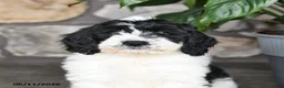 Double Doodle dogs for sale: Bandit - Ad 3