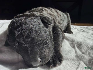 Mixed Breed dogs - Ad 14