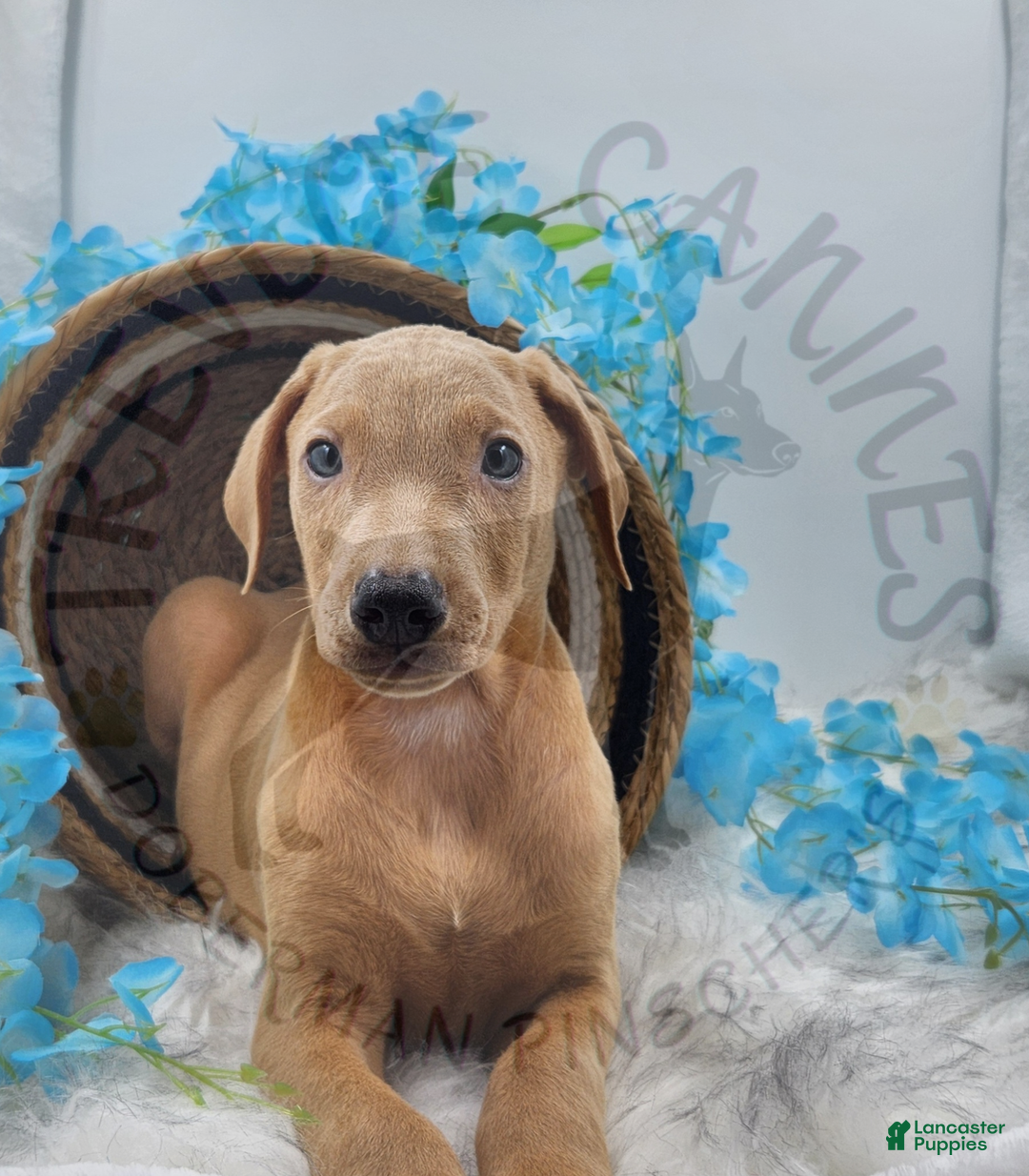 Doberman Pinscher dogs for sale: Aspen - Ad 1