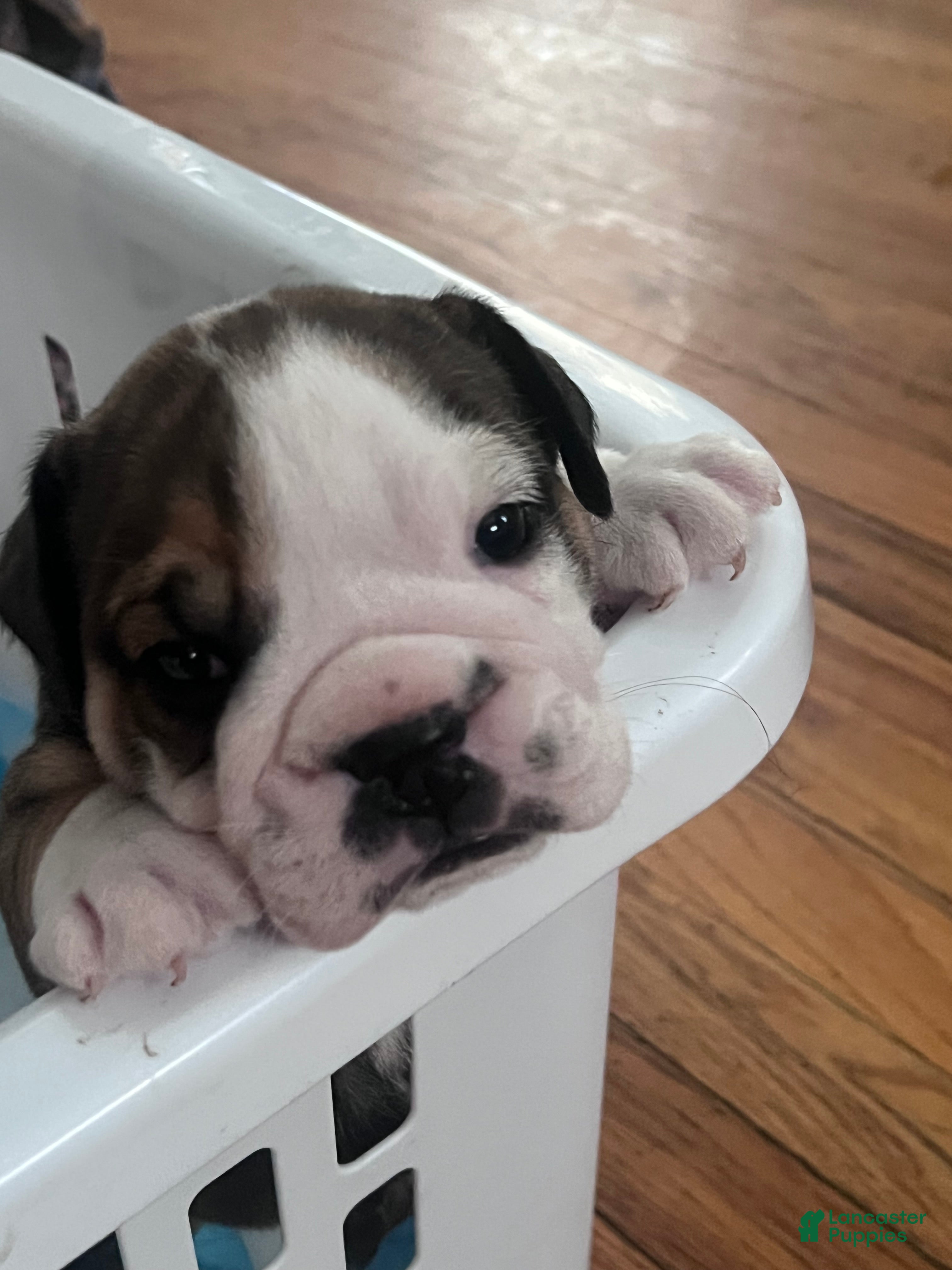 English Bulldog dogs for sale: English Bulldog 1 - Ad 2
