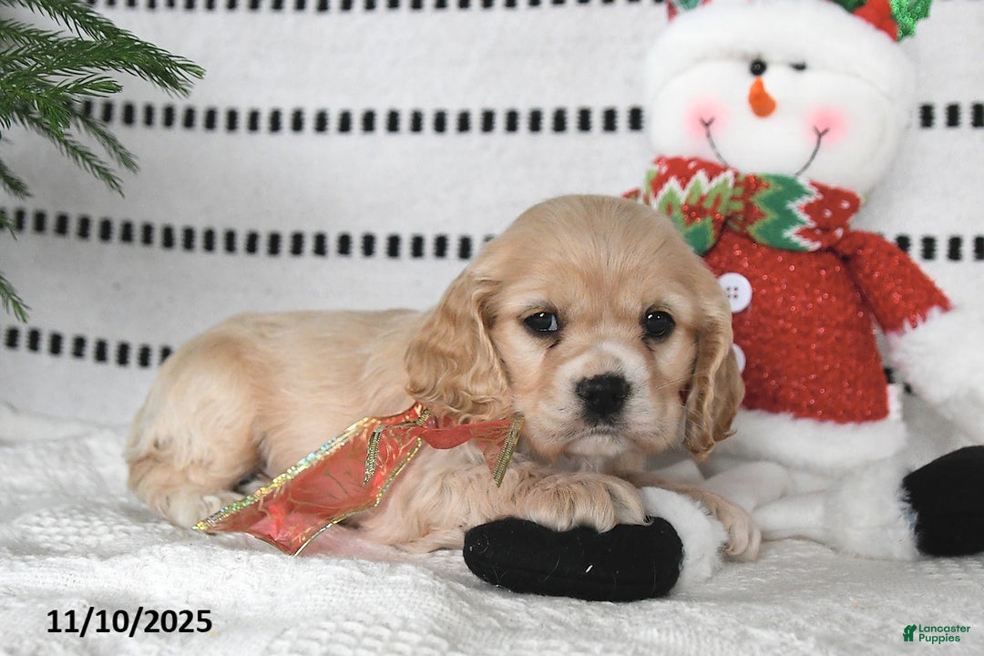 Cocker Spaniel dogs for sale: Dasher - Ad 9