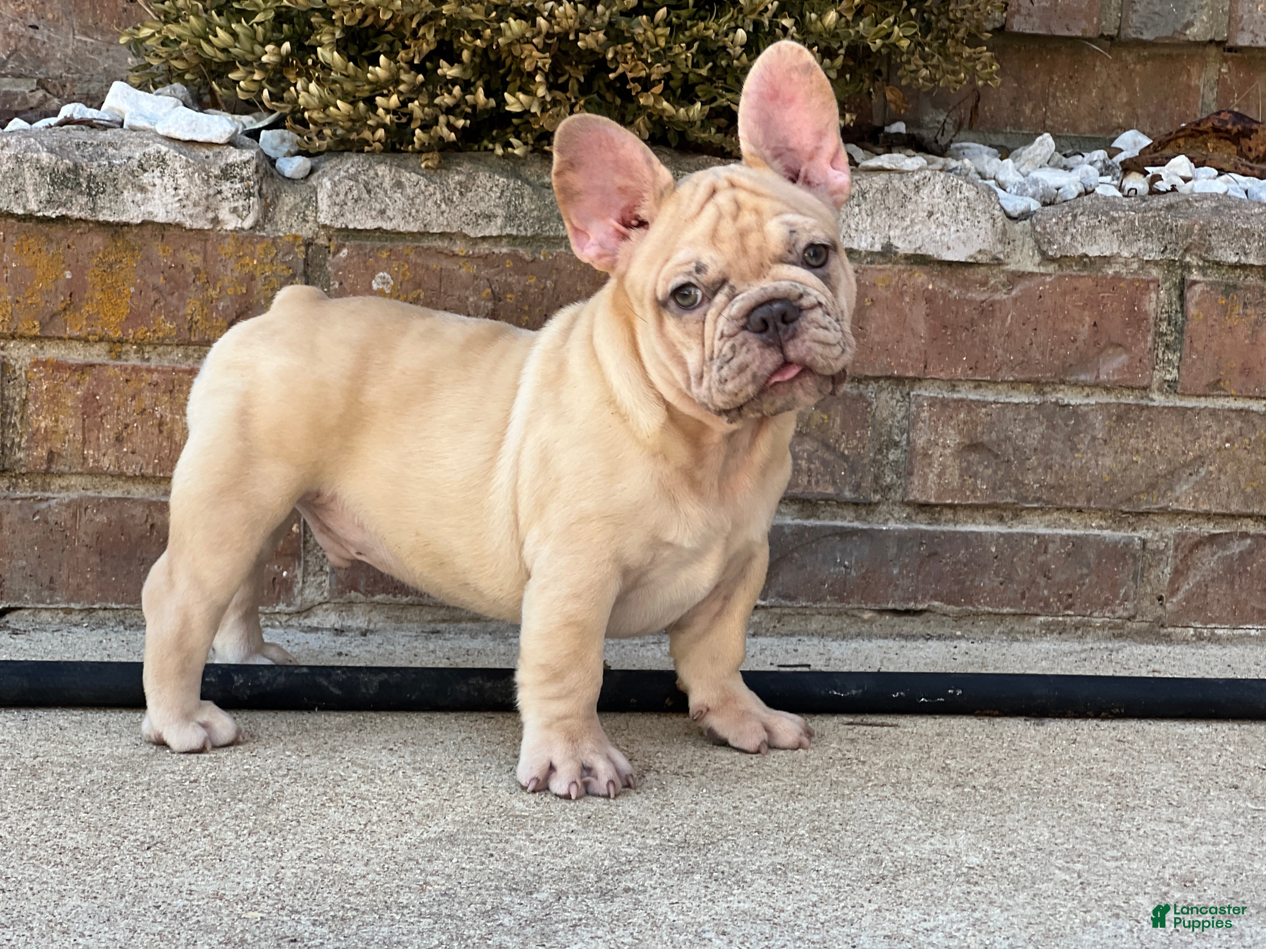 French Bulldog dogs Buddy - Ad 32
