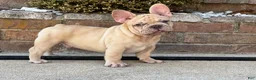 French Bulldog dogs for sale: Buddy - Ad 1