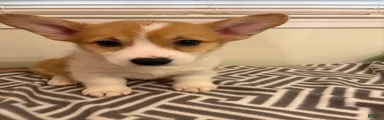 Don